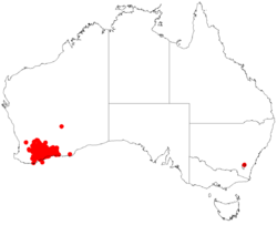 EucalyptussporadicaDistributionMap.png