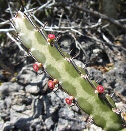 Euphorbia lividiflora.jpg