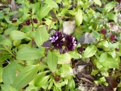 Fedia graciliflora in Jardin des Plantes 01.JPG