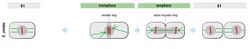 Fission yeast cytokinesis.jpg