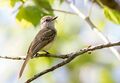 Flammulated Flycatcher (Papamoscas Jaspeado).jpg