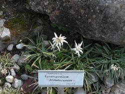 Giardino botanico alpino Viote - Leontopodium himalayanum.jpg