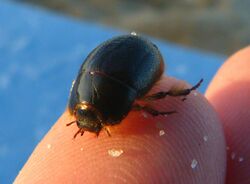 Globose Dune Beetle imported from iNaturalist photo 1532280 on 20 April 2022.jpg