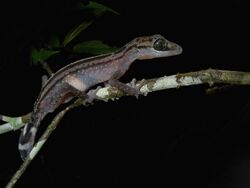 Graceful Madagascar Ground Gecko (Paroedura gracilis), Andasibe, Madagascar.jpg