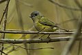 Green Shrike-Babbler - Bhutan S4E8256-Modifica (19521248546).jpg