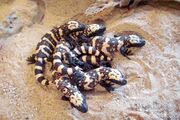 Group of young Gila monsters