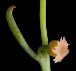 Gyrostemon racemiger (female) - Flickr - Kevin Thiele.jpg