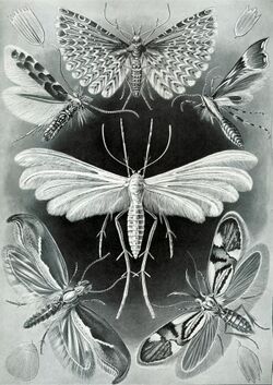 Haeckel Tineida.jpg