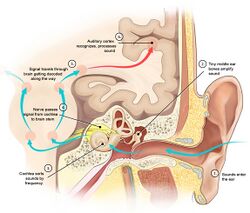 Hearing mechanics cropped - Acoustic radiation.jpg