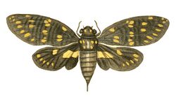 Illustrations of Exotic Entomology Cicada Maculata.jpg