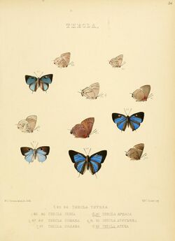 Illustrations of diurnal Lepidoptera 36.jpg
