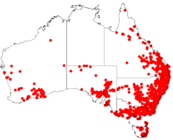 Indigofera australisDistMap7.png