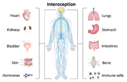 Interoception and the body.png