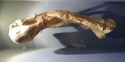 Iziko Thigh bone kangnasaurus.JPG
