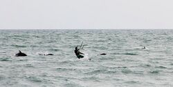 Kitesurfer and Dolphins Cropped.jpg