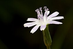 Lactuca graminifolia - Flickr - aspidoscelis (1).jpg