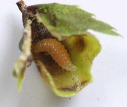 Larva Dasineura salicifoliae in gall.jpg