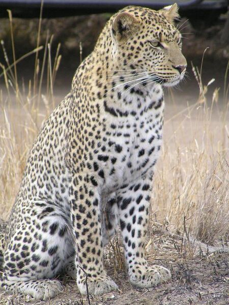 File:Leopard africa.jpg