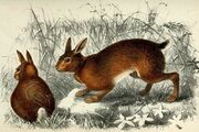 Drawing of brown rabbit
