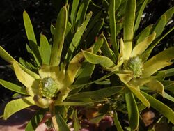 Leucadendron coniferum female Hangklip.jpg