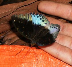 Lexias pardalis - dorsal.jpg