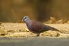 Madagascar Turtle Dove - Ankarafantsika - Madagascar S4E9255 (15297468115).jpg