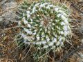 Mammillaria compressa (5706854390).jpg