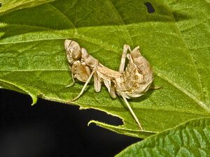 Mantidae - Ameles spallanzania (female).JPG