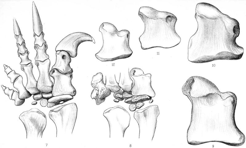 File:Massospondylus synonym bones.jpg