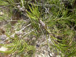 Melaleuca borealis 03.JPG