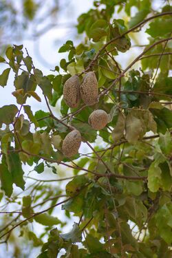 "Licania pyrifolia," nearly ripe fruits of a tree in the central plaza of Puerto López, Meta, Colombia