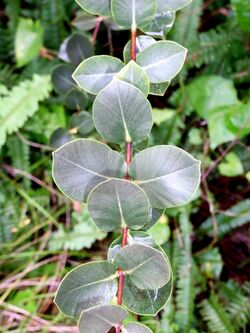 Metrosideros nervulosa leaves.jpg