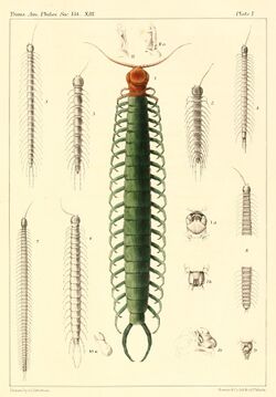 Myriapoda of North America 1865 plate I.jpg