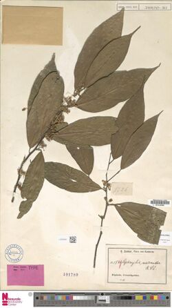 Naturalis Biodiversity Center - L.2376224 - Leptonychia macrantha K.Schum. - Sterculiaceae - Plant type specimen.jpeg