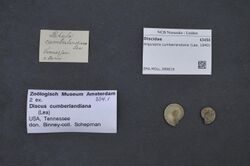 Naturalis Biodiversity Center - ZMA.MOLL.389618 - Anguispira cumberlandiana (Lea, 1840) - Discidae - Mollusc shell.jpeg