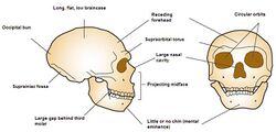 Neanderthal cranial anatomy.jpg