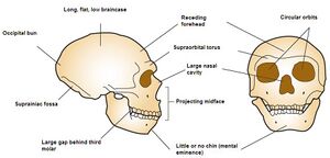 Front and side view diagram of Neanderthal skull reconstruction emphasizing large circular orbits, straightened chin, projecting nasal bridge, large brow ridge, receded forehead, long topped braincase, occipital bun, fossa, and a large gap behind the third molar