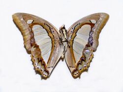 Nymphalidae - Polyura arja-001.jpg