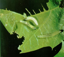 A green leaf with large sections missing against a black background, three small greenish caterpillars feed on the leaf