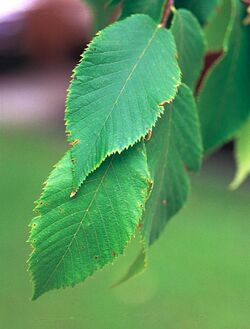 Ostrya virginiana1.jpg