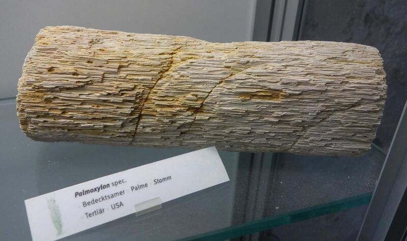 File:Palmoxylon sp. fossil - Botanischer Garten, Dresden, Germany - DSC08508.JPG