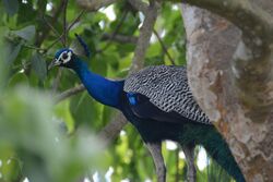 Peacock in Chitwan National Park.jpg