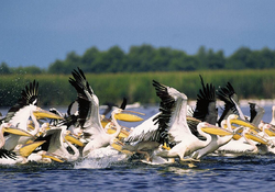Pelicani din Delta Dunarii.PNG