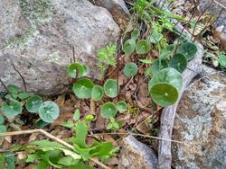 Peperomia bracteata.jpg