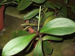 Peperomia clusiifolia-flower-yercaud-salem-India.JPG