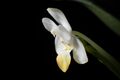 Phalaenopsis lobbii (Rchb.f.) H.R.Sweet, Gen. Phalaenopsis 53 (1980) (39760283225).jpg