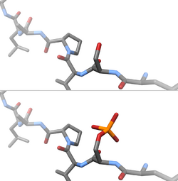 Phosporylation of a serine residue, before and after shot.png