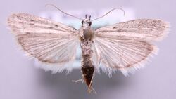 Phycitodes lacteella1.jpg