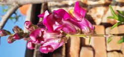 Pink Snapdragon Flower 02.jpg