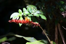 Pitcairnia brittoniana Monteverde 04.jpg